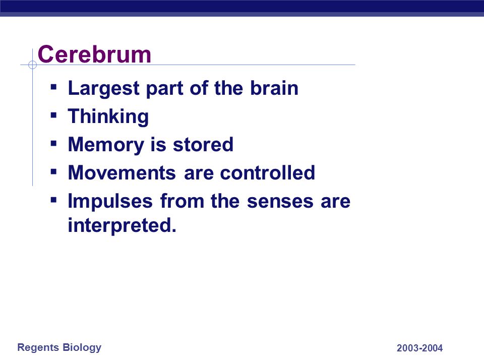 Cerebrum Largest part of the brain Thinking Memory is stored