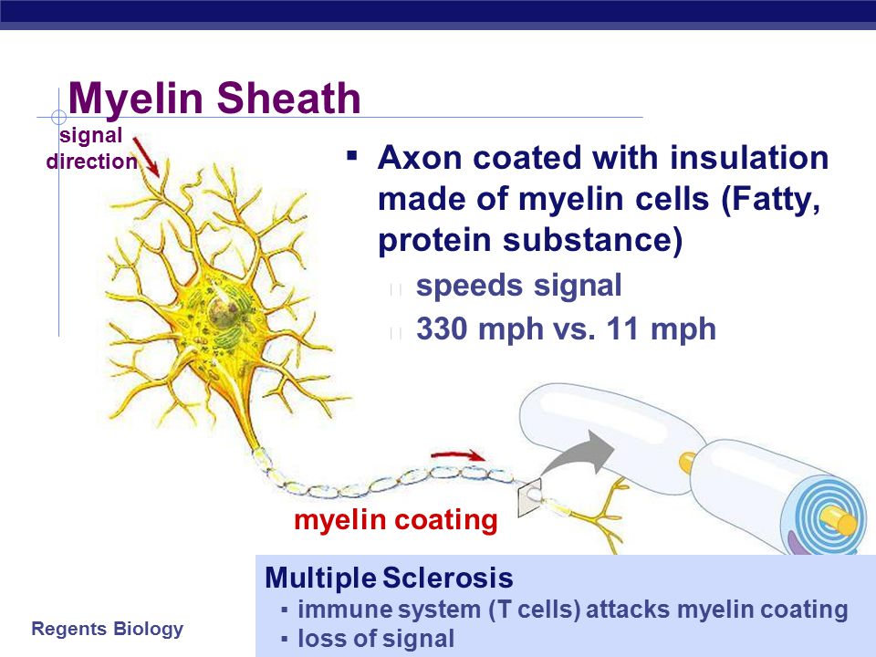 Myelin Sheath signal. direction. Axon coated with insulation made of myelin cells (Fatty, protein substance)