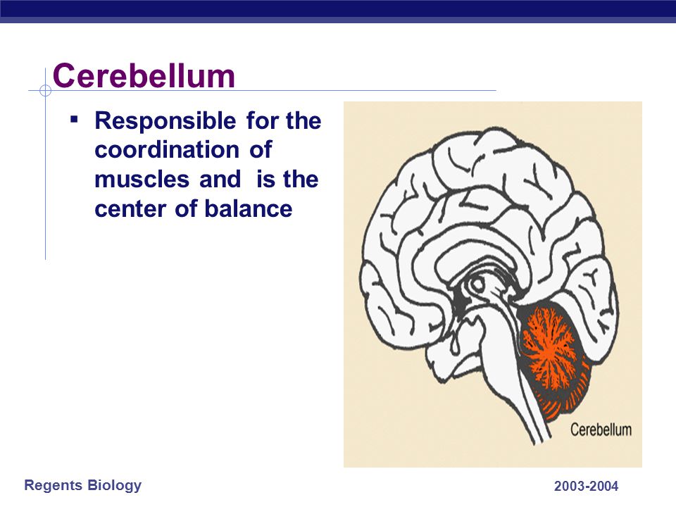 Cerebellum Responsible for the coordination of muscles and is the center of balance *