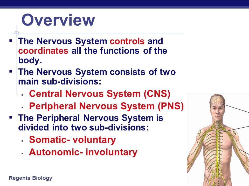 Overview Central Nervous System (CNS) Peripheral Nervous System (PNS)