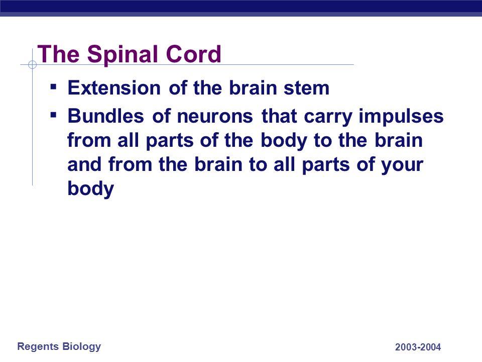 The Spinal Cord Extension of the brain stem