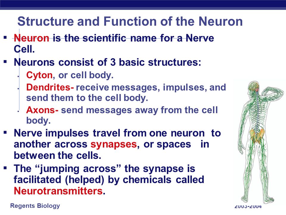 Structure and Function of the Neuron