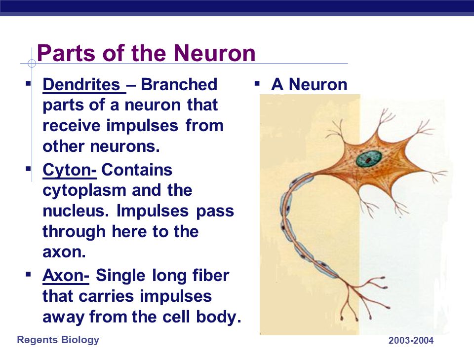 Parts of the Neuron Dendrites – Branched parts of a neuron that receive impulses from other neurons.