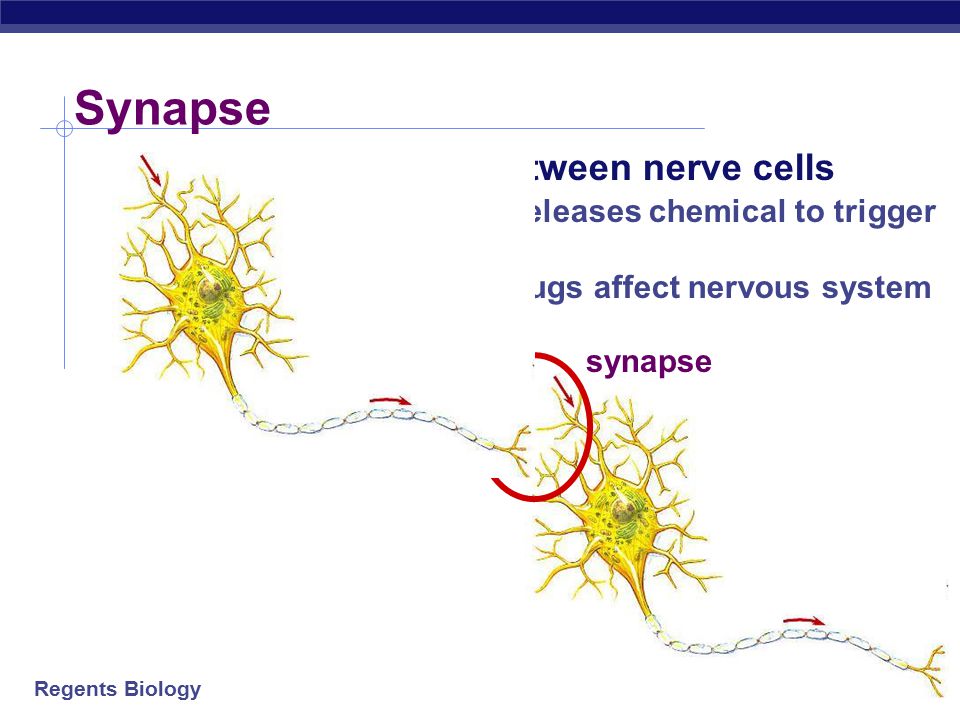 Synapse Junction between nerve cells