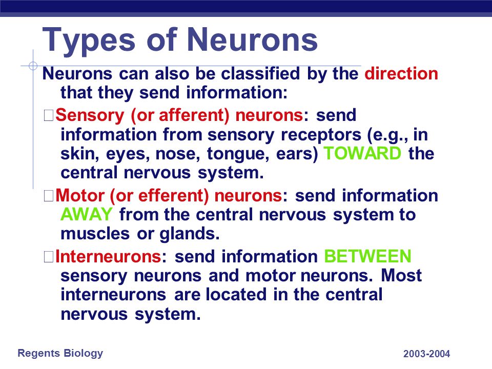 Types of Neurons Neurons can also be classified by the direction that they send information: