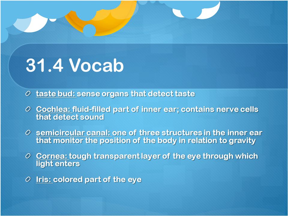 31.4 Vocab taste bud: sense organs that detect taste