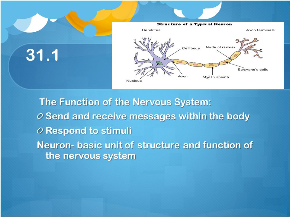 31.1 The Function of the Nervous System: