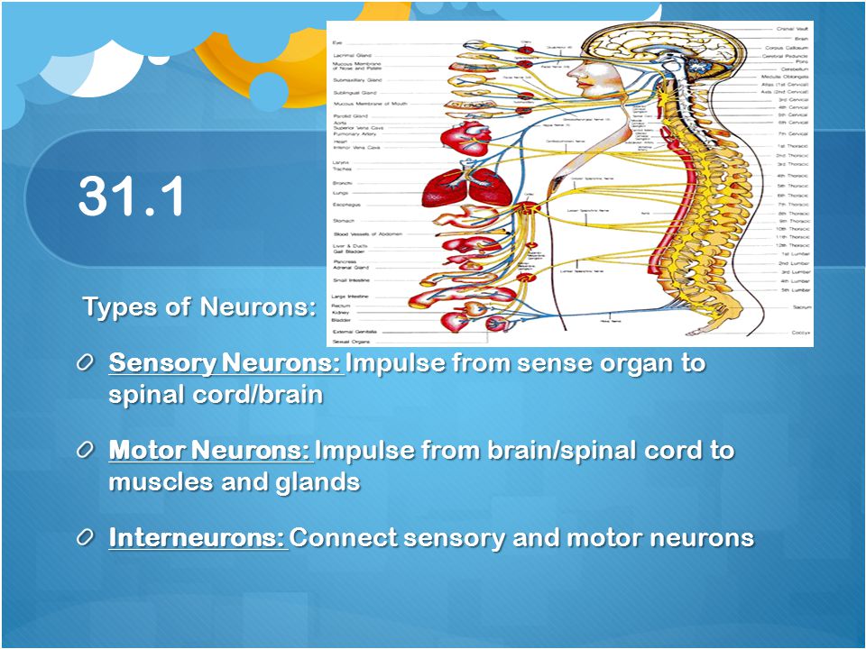 31.1 Types of Neurons: Sensory Neurons: Impulse from sense organ to spinal cord/brain.