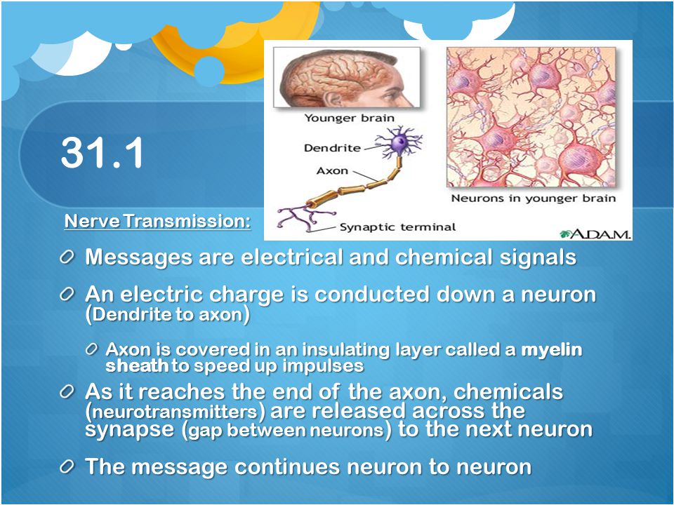 31.1 Messages are electrical and chemical signals