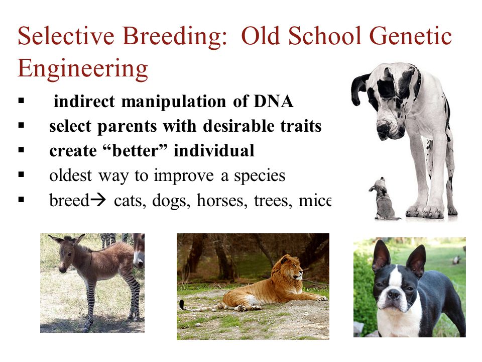Selective Breeding: Old School Genetic Engineering