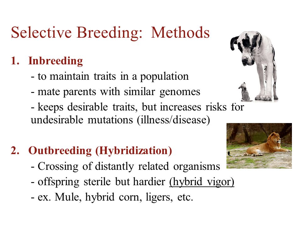 Selective Breeding: Methods