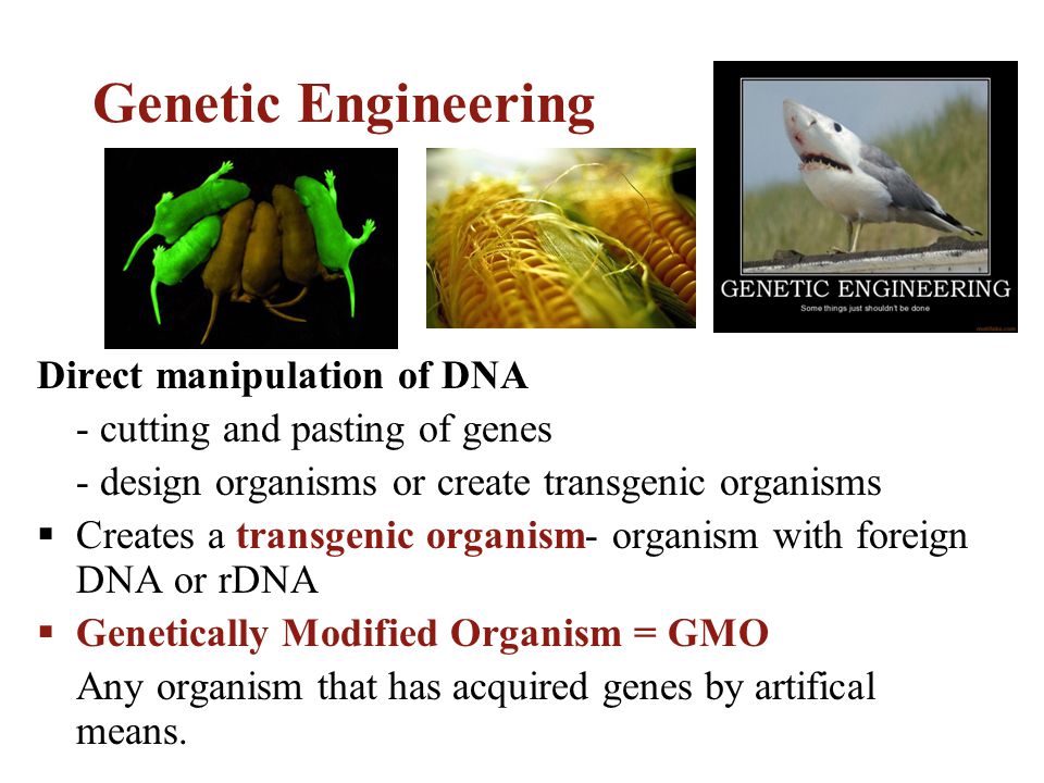 Genetic Engineering Direct manipulation of DNA