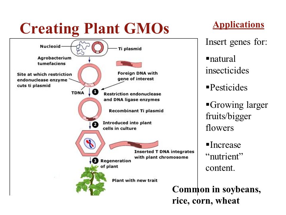Creating Plant GMOs Applications Insert genes for: