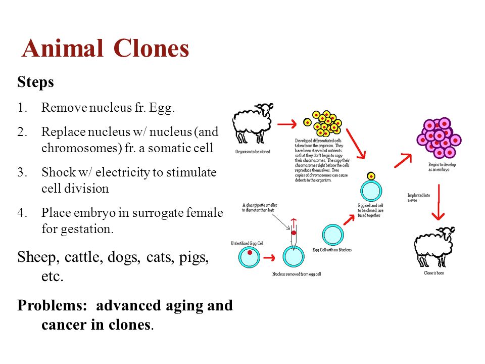 Animal Clones Steps Sheep, cattle, dogs, cats, pigs, etc.