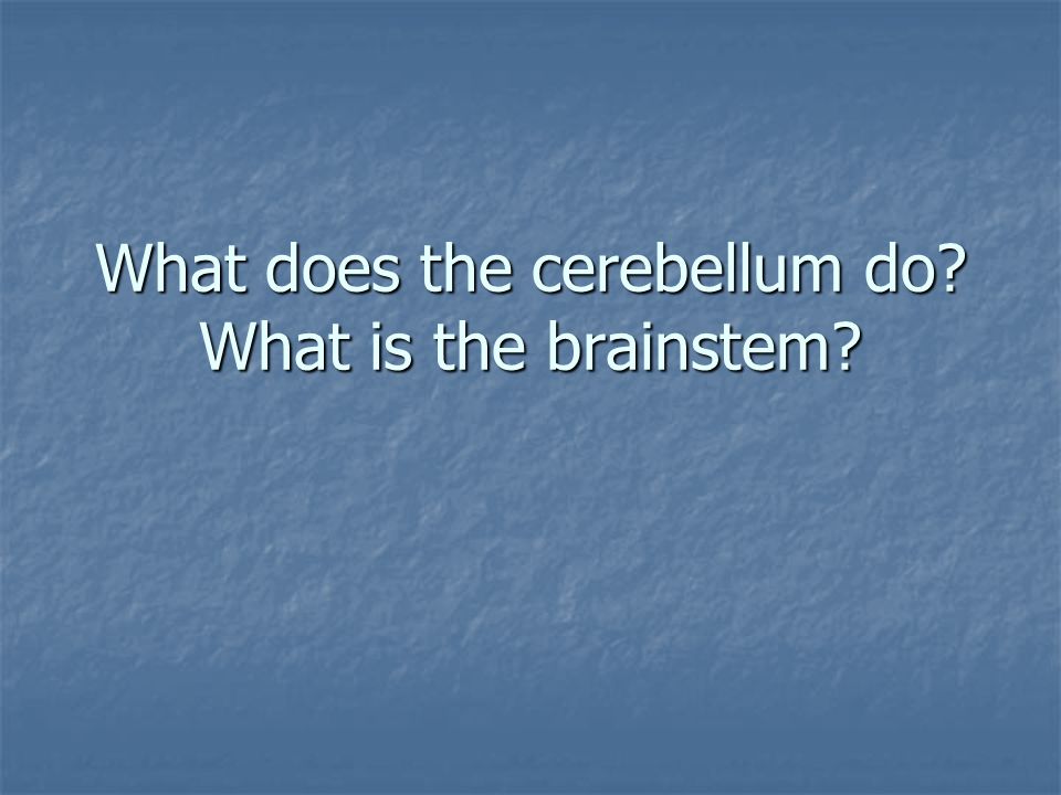 What does the cerebellum do What is the brainstem