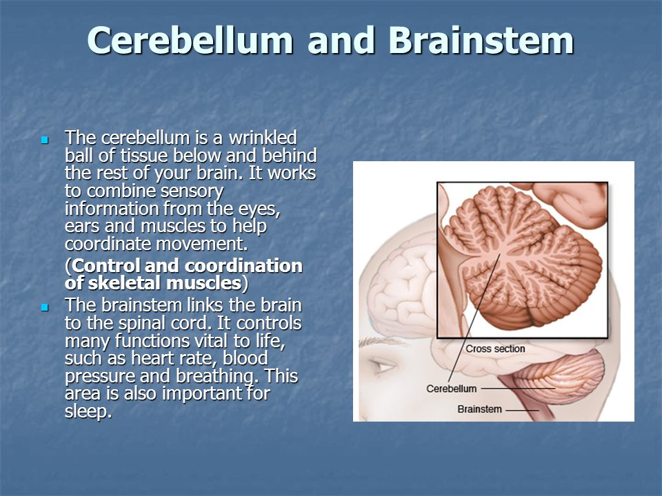 Cerebellum and Brainstem