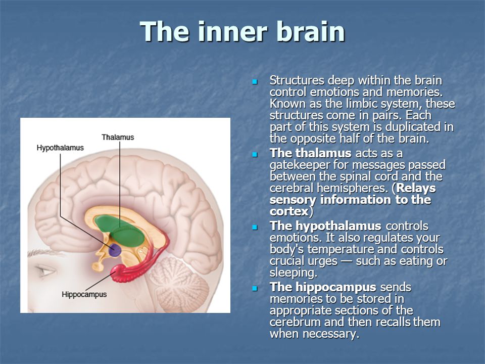 The inner brain