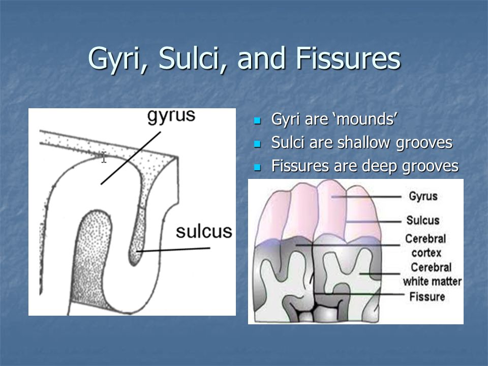 Gyri, Sulci, and Fissures