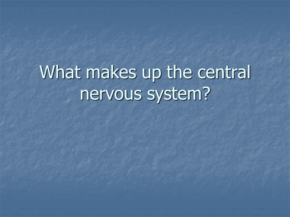 What makes up the central nervous system