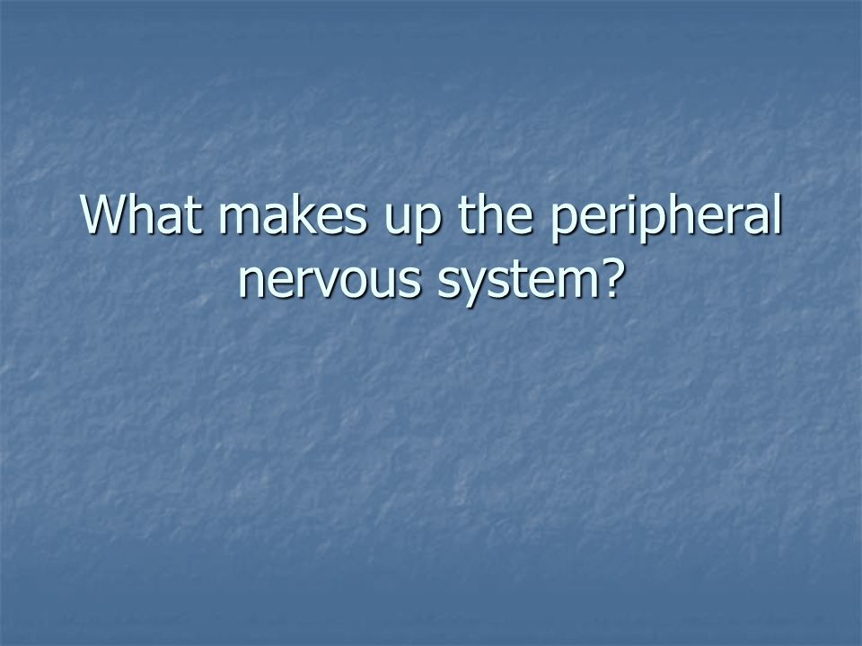 What makes up the peripheral nervous system