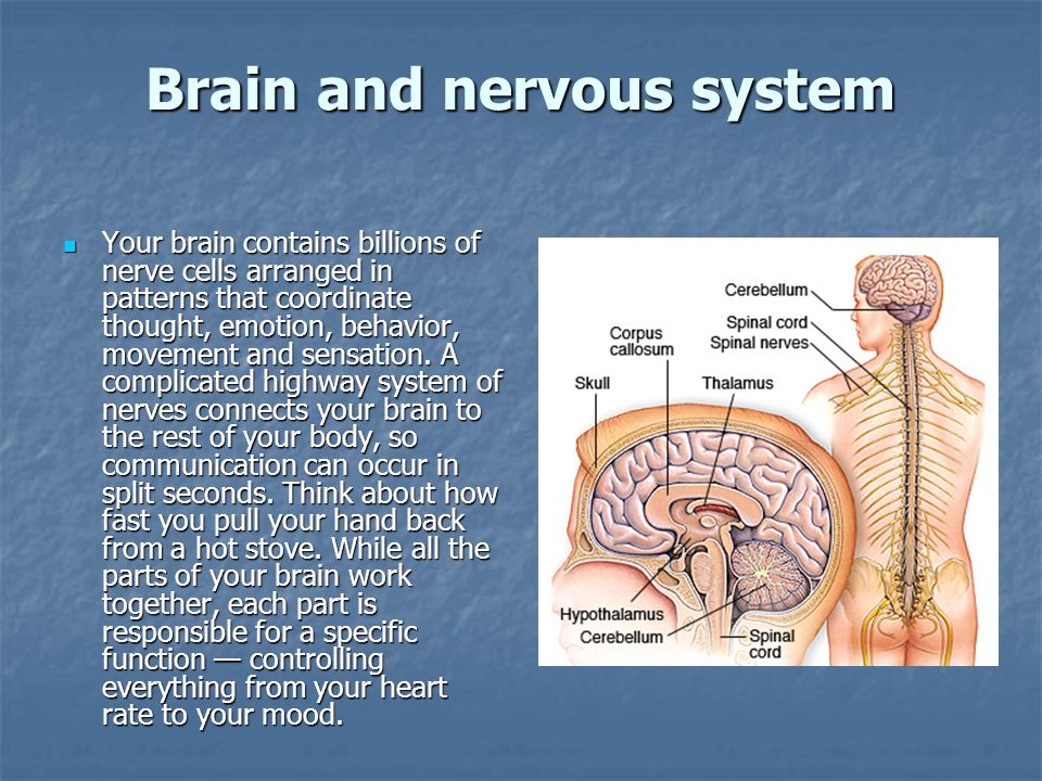 Brain and nervous system