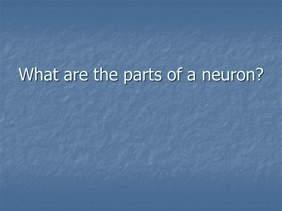 What are the parts of a neuron