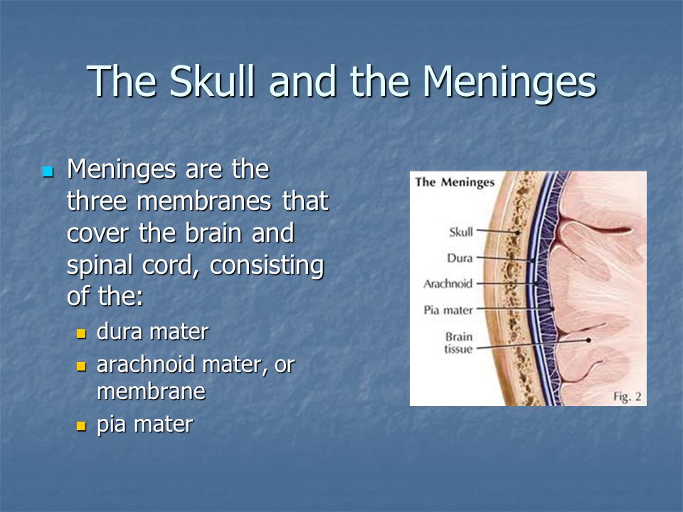 The Skull and the Meninges