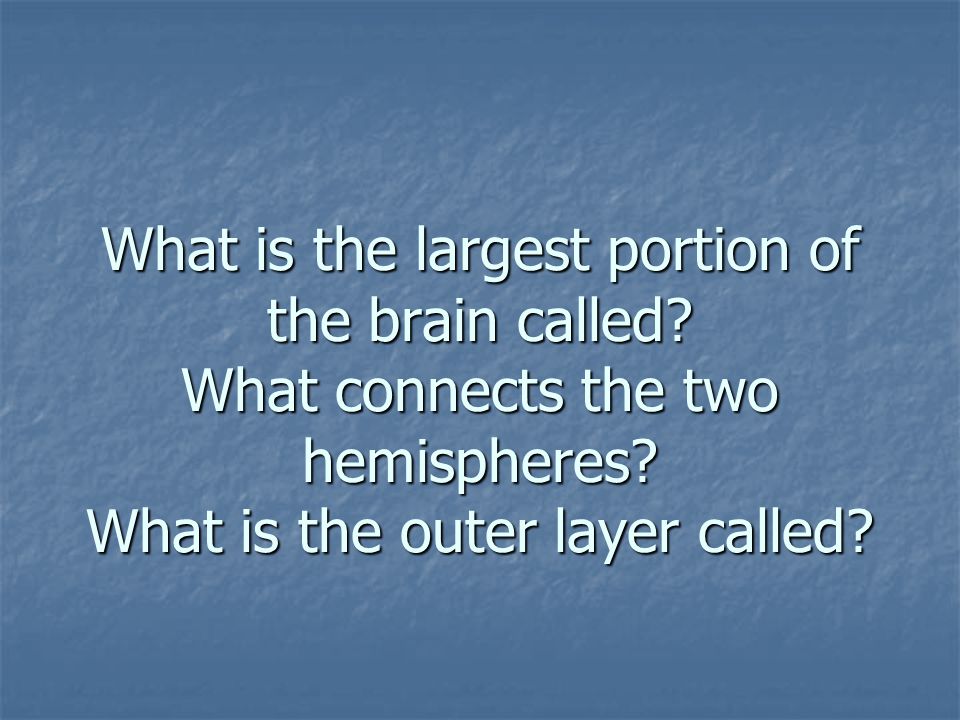 What is the largest portion of the brain called