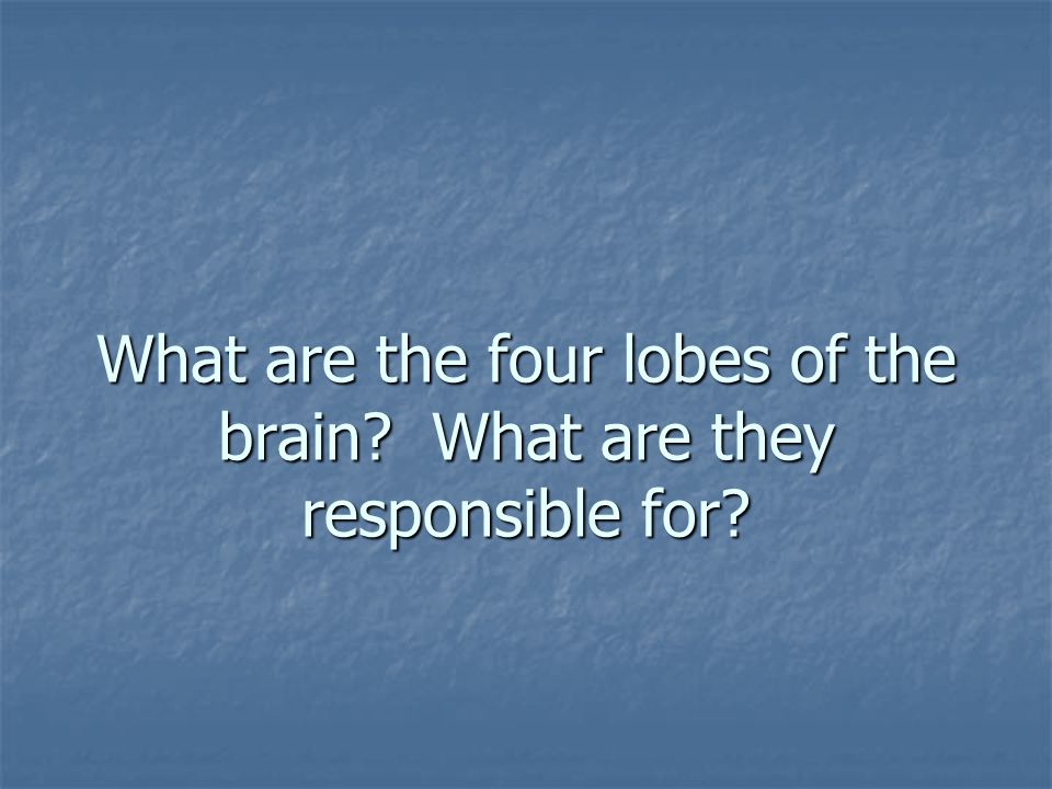 What are the four lobes of the brain What are they responsible for