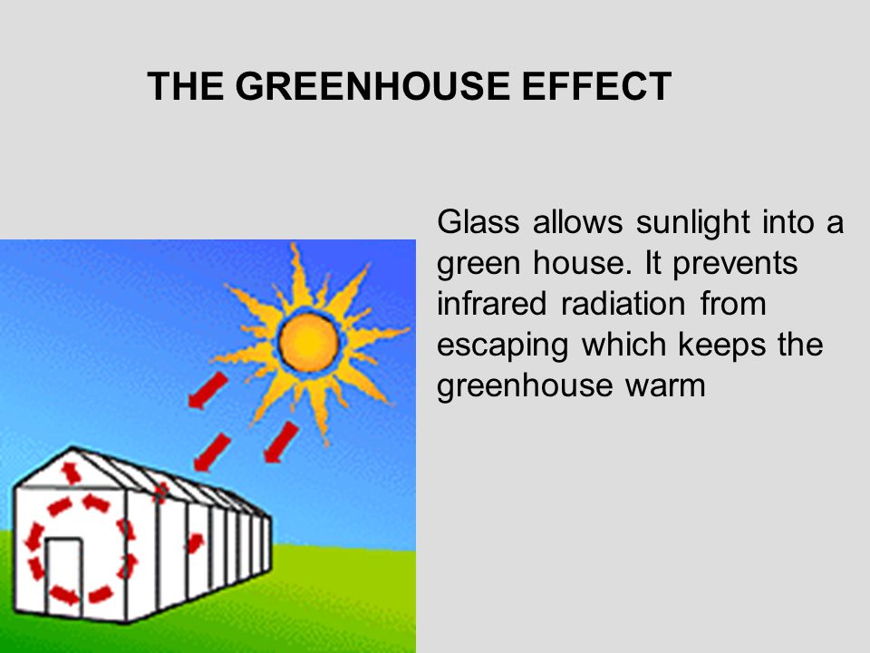 THE GREENHOUSE EFFECT Glass allows sunlight into a green house.