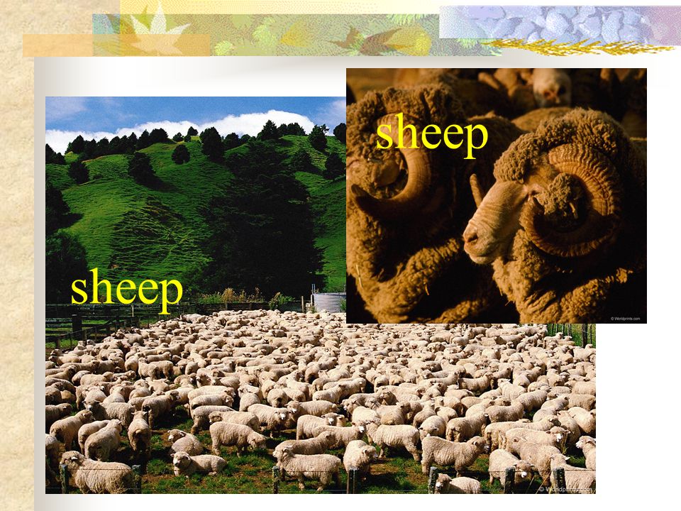 sheep sheep