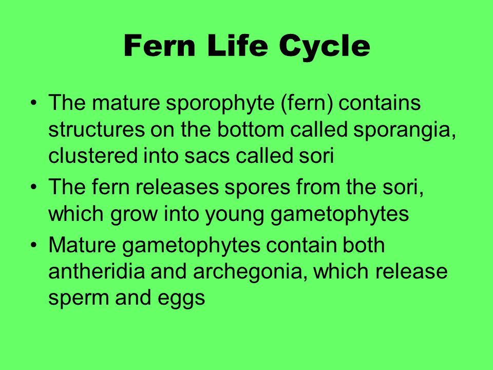 Fern Life Cycle The mature sporophyte (fern) contains structures on the bottom called sporangia, clustered into sacs called sori.