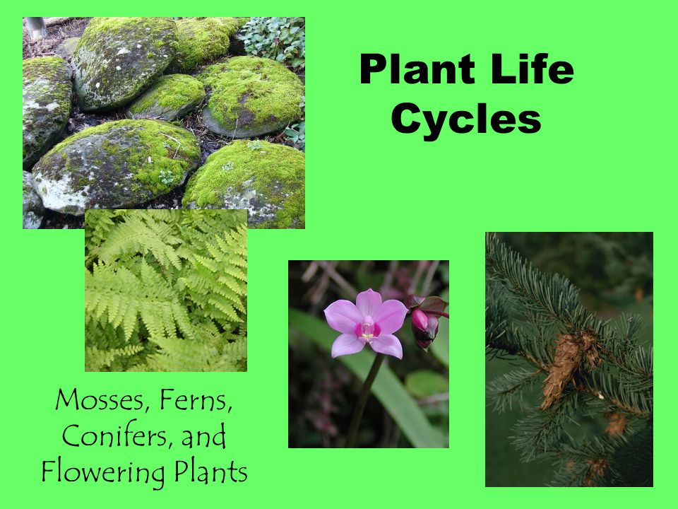 Mosses, Ferns, Conifers, and Flowering Plants