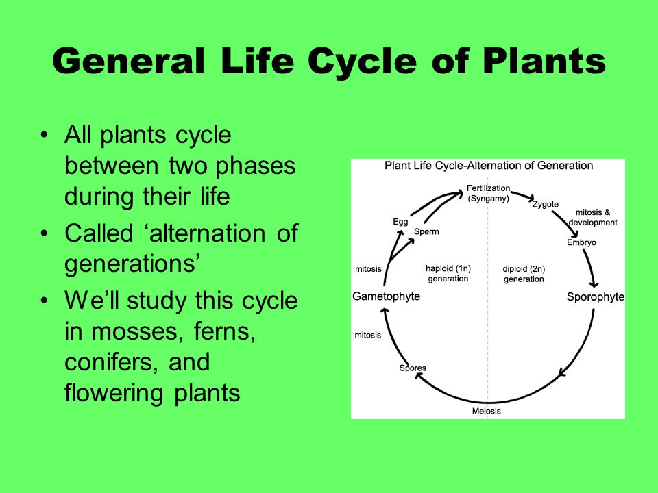 General Life Cycle of Plants