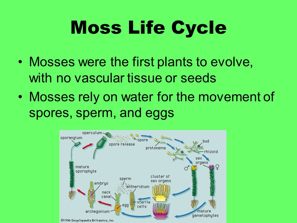 Moss Life Cycle Mosses were the first plants to evolve, with no vascular tissue or seeds.