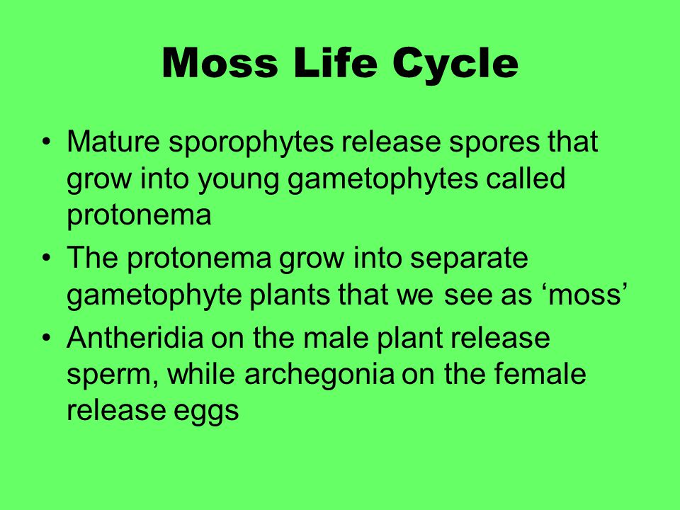 Moss Life Cycle Mature sporophytes release spores that grow into young gametophytes called protonema.