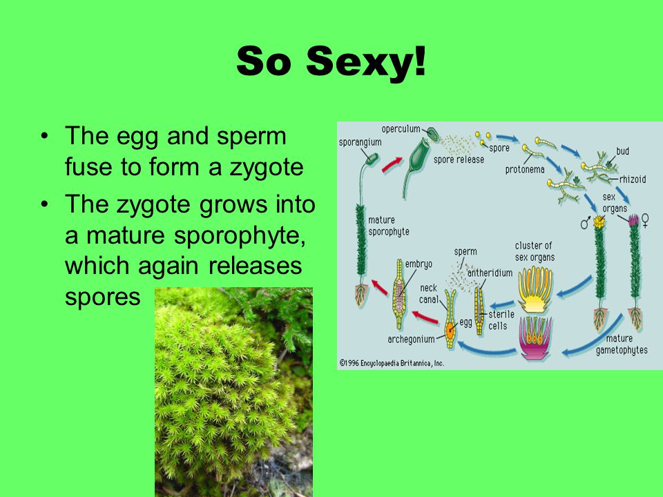 So Sexy! The egg and sperm fuse to form a zygote