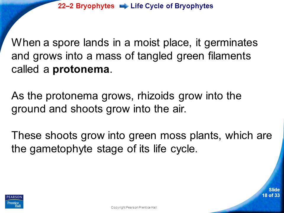 Life Cycle of Bryophytes