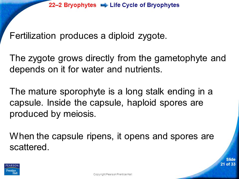 Life Cycle of Bryophytes