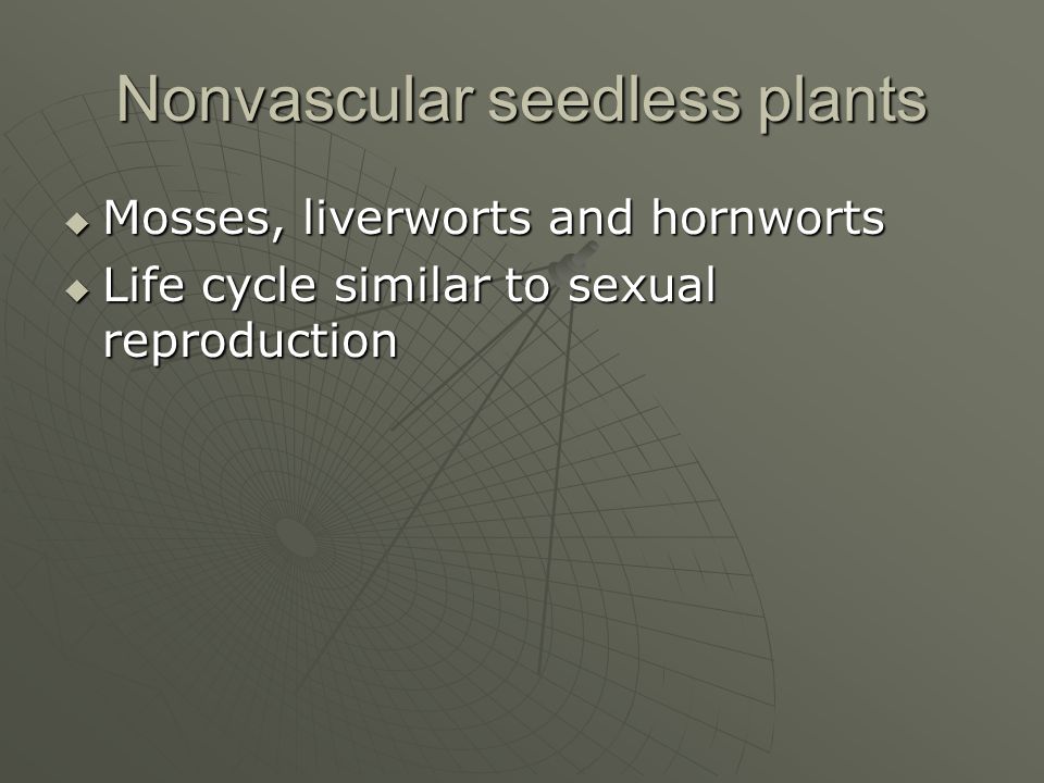 Nonvascular seedless plants