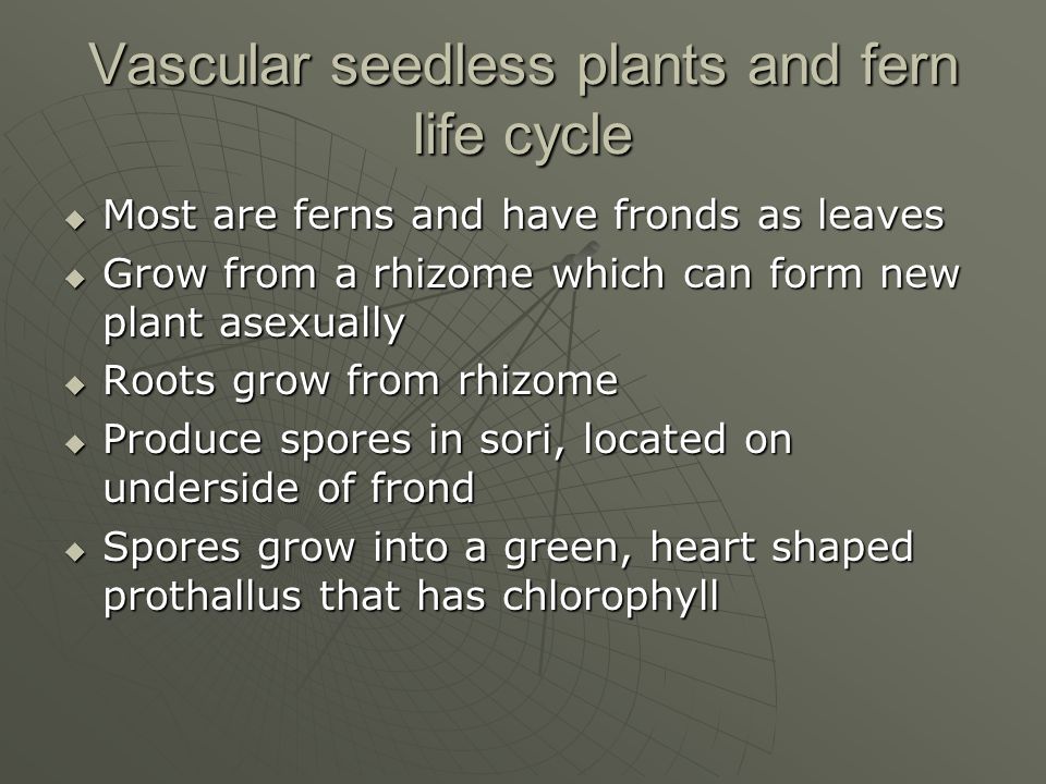 Vascular seedless plants and fern life cycle