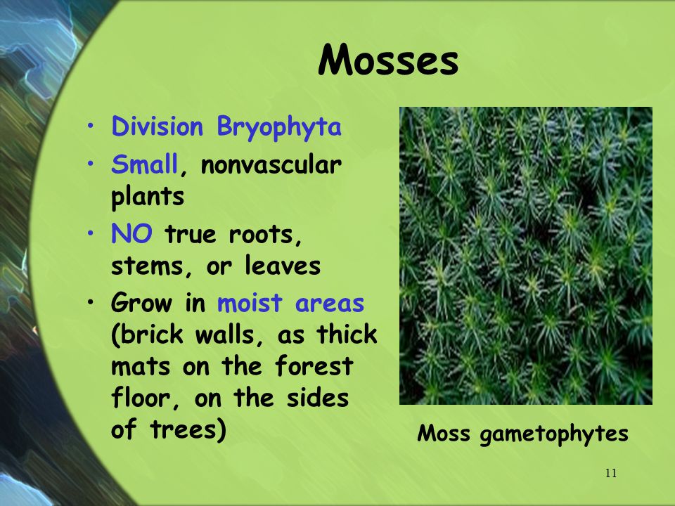 Mosses Division Bryophyta Small, nonvascular plants