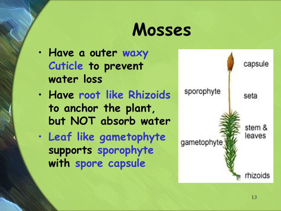 Mosses Have a outer waxy Cuticle to prevent water loss