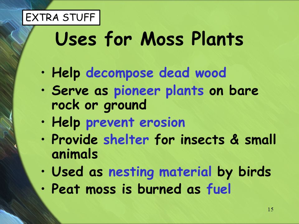 Uses for Moss Plants Help decompose dead wood