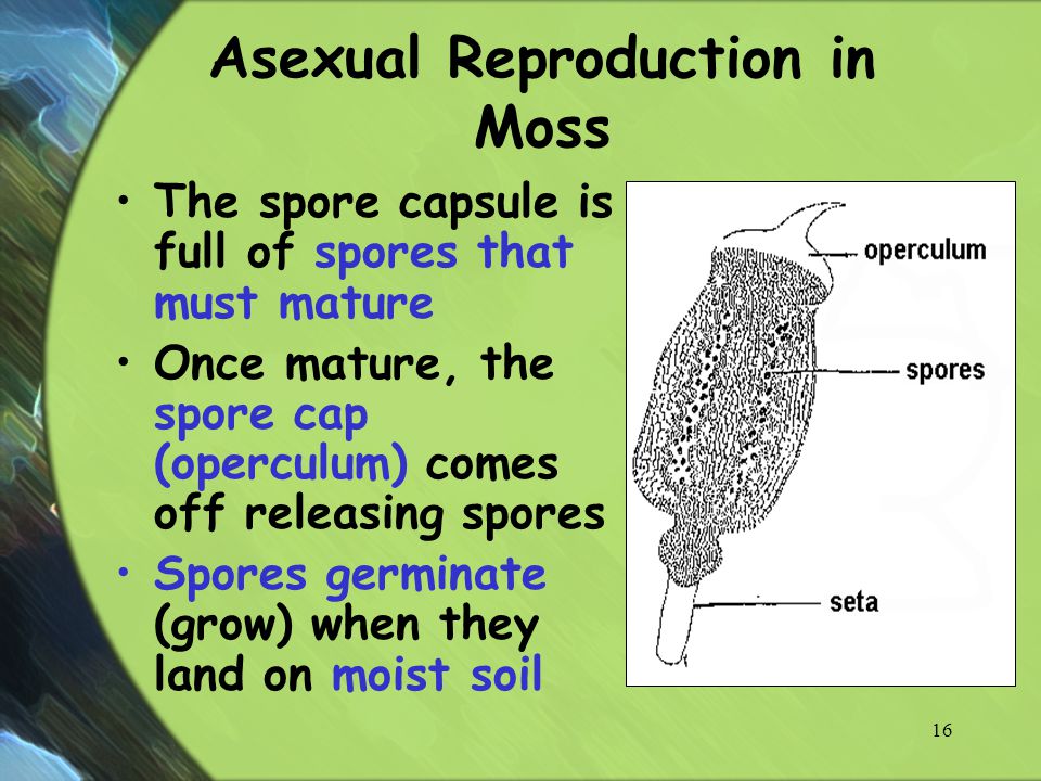 Asexual Reproduction in Moss