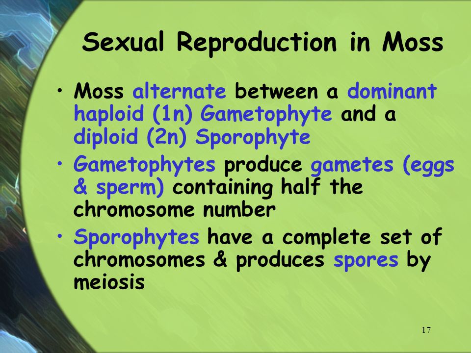 Sexual Reproduction in Moss