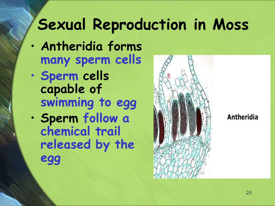 Sexual Reproduction in Moss