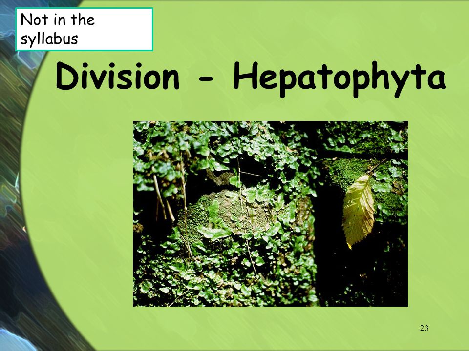 Division - Hepatophyta