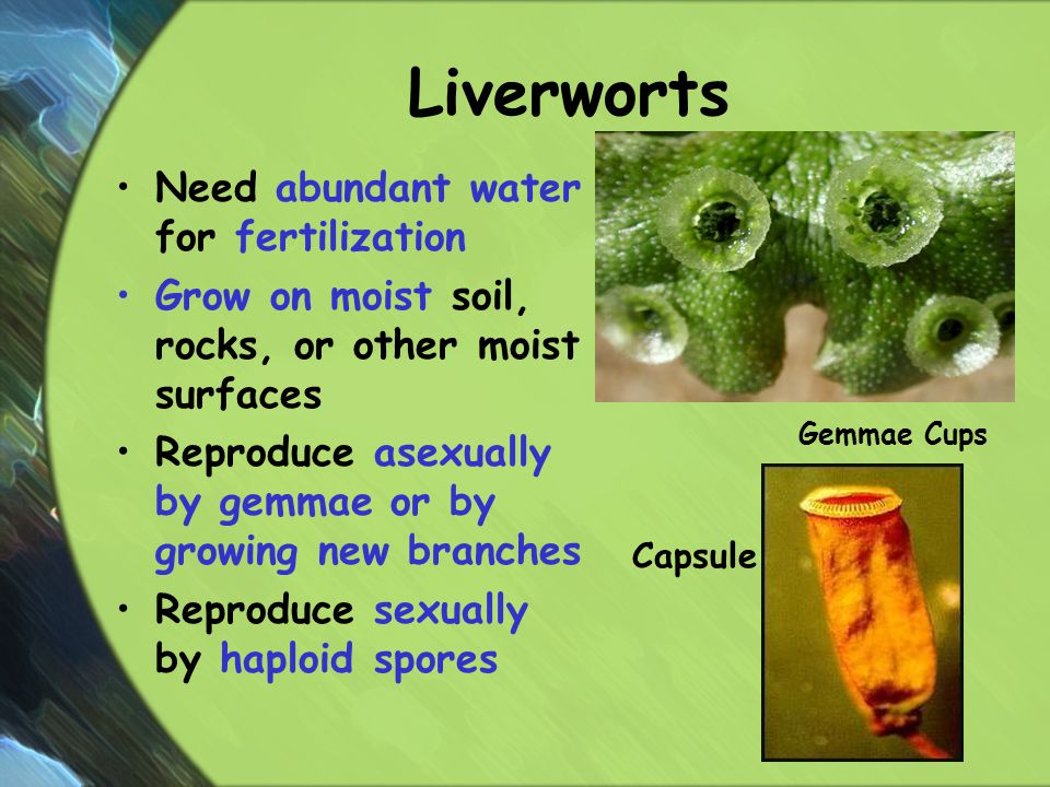 Liverworts Need abundant water for fertilization