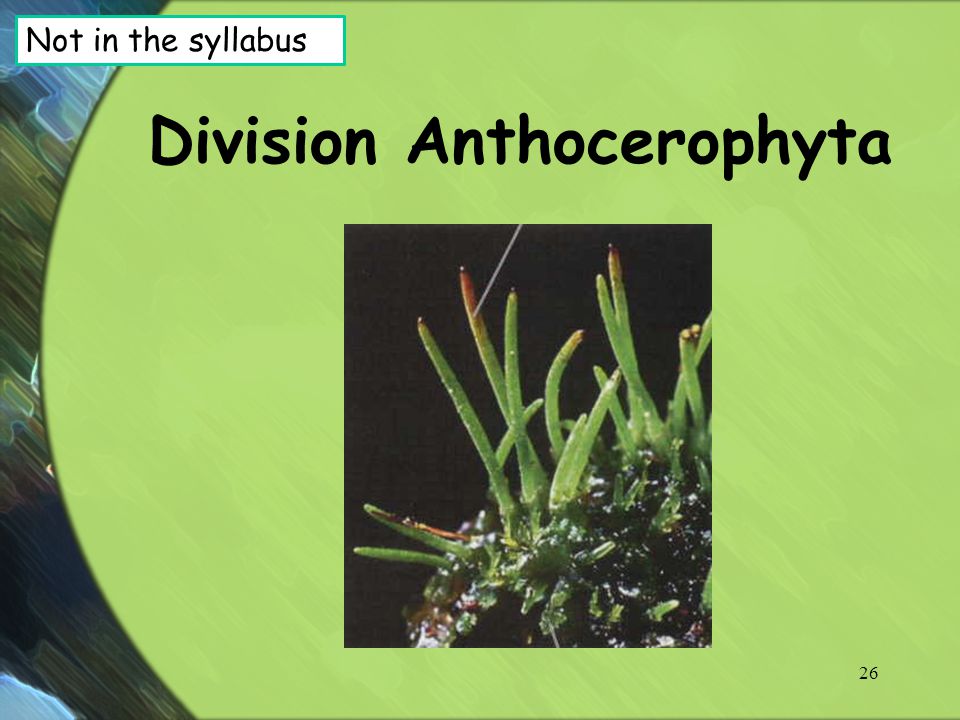 Division Anthocerophyta